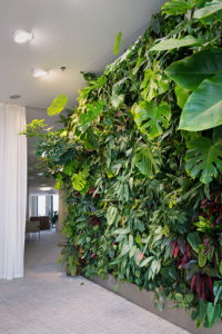 Dutch Plant Farm Interiorscape - wall of plants in an office space