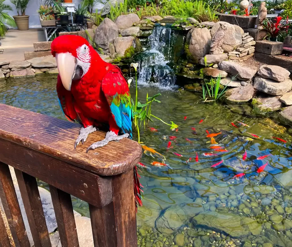 Parrot-at-the-koi-pond