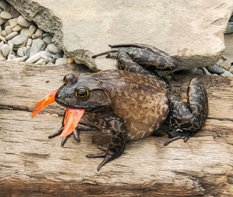 Frog eating a fish at the Dutch Plant Farm pond
