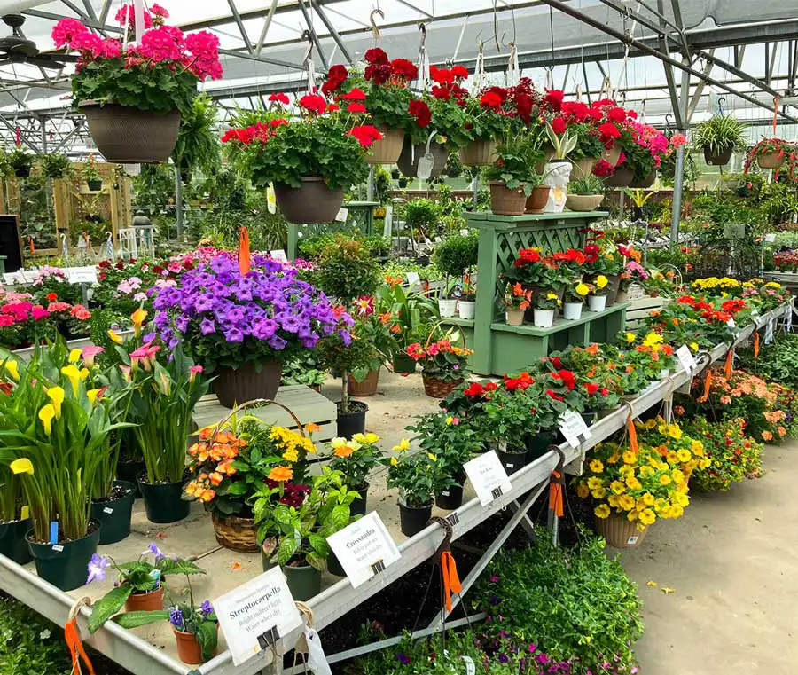 Image of a variety of greenhouse flowers at Dutch Plant Farm