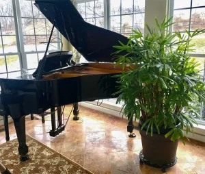 plant in front of piano from Dutch Plant Farm Interiorscape