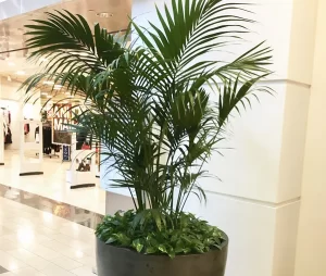 Palm plant in a pot for the home from Dutch Plant Farm Interiorscape