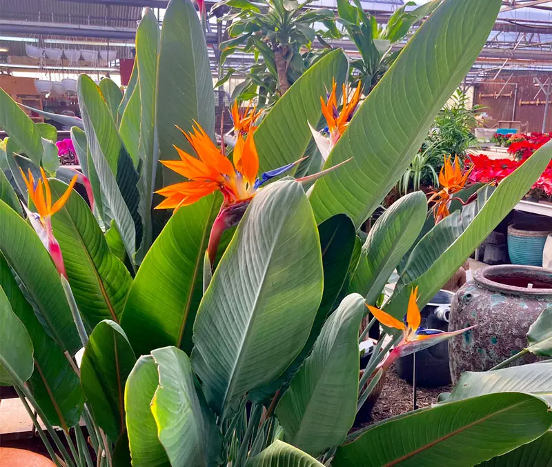 Exotic orange flowers that look like bird heads are some of the plants that can be found in the greenhouse at The Dutch Plant Farm.