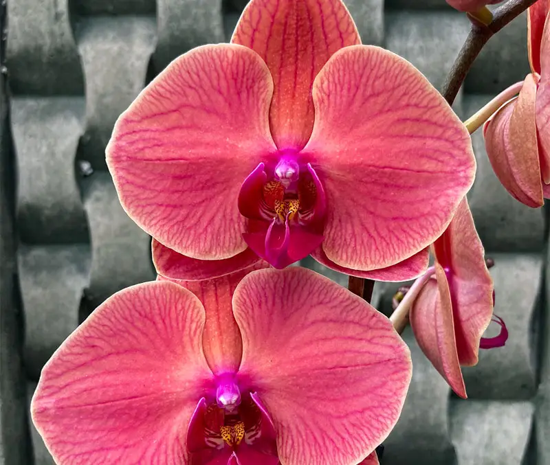 Coral colored orchid flowers are some of the plants that can be found in the greenhouse at The Dutch Plant Farm.