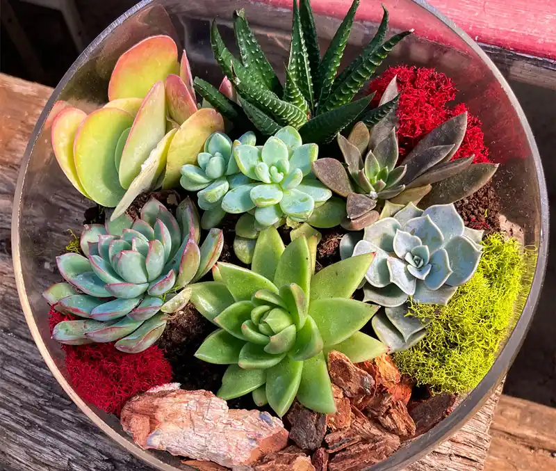 Dish garden of colorful succulents are some of the plants you can find in the greenhouse at The Dutch Plant Farm