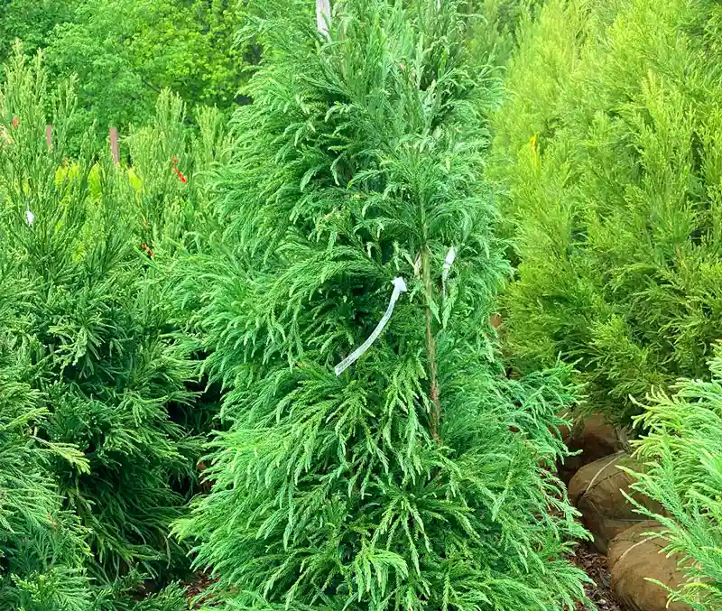 Rows of evergreen trees are some of the trees in the nursery at The Dutch Plant Farm.