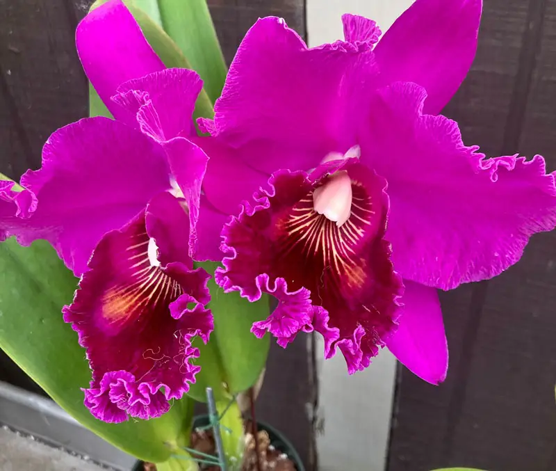 Fuschia colored ruffled orchid flowers are some of the plants that can be found in the greenhouse at The Dutch Plant Farm.