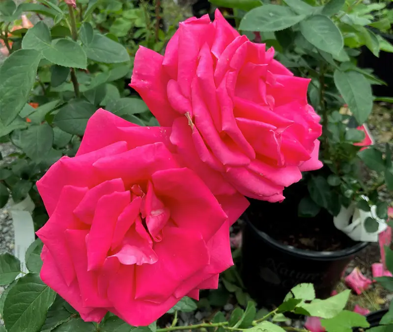 Two fuschia colored roses are some of the rose bushes in the nursery at The Dutch Plant Farm.
