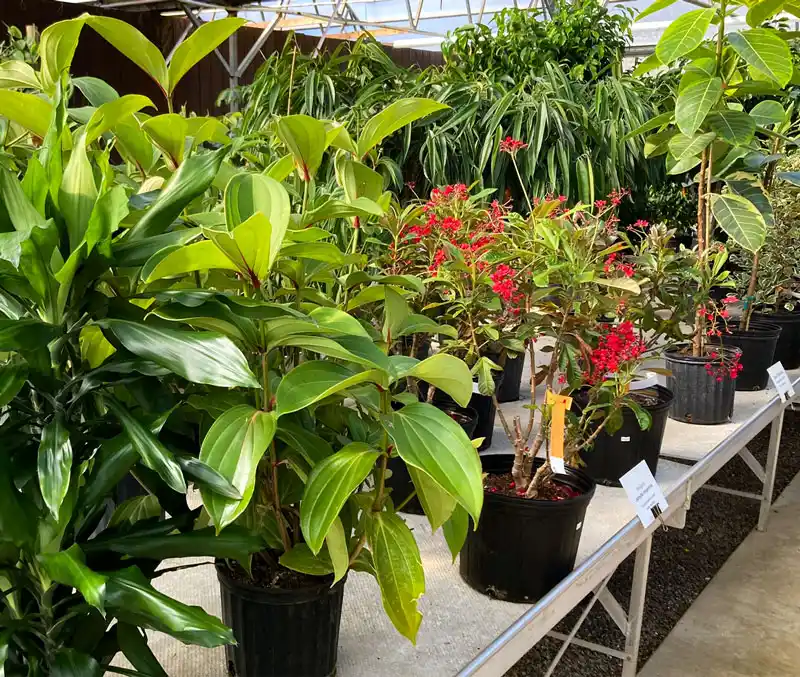 Variety of houseplants with green and red foliage are some of the plants that can be found in the greenhouse at The Dutch Plant Farm.