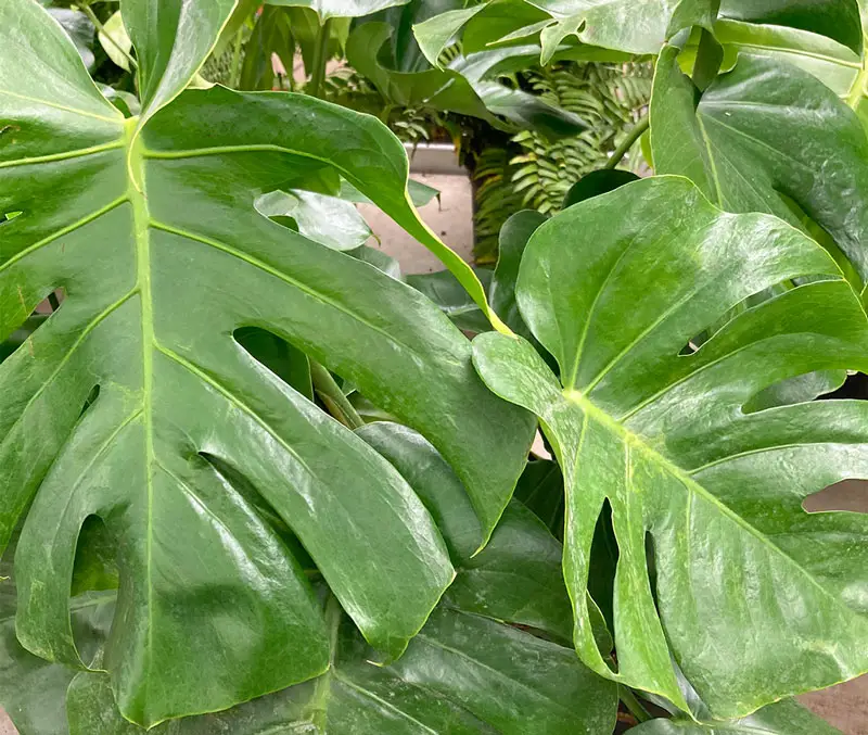 Houseplants with large green leaves are some of the plants that can be found in the greenhouse at The Dutch Plant Farm.