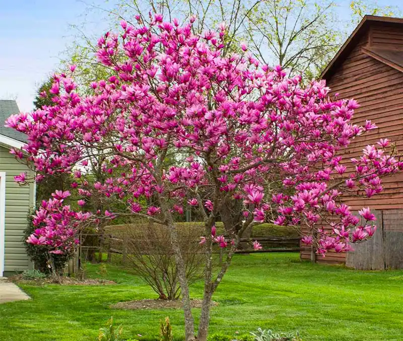 Blooming Magnolia tree in a yard, purchased from the nursery at The Dutch Plant Farm.