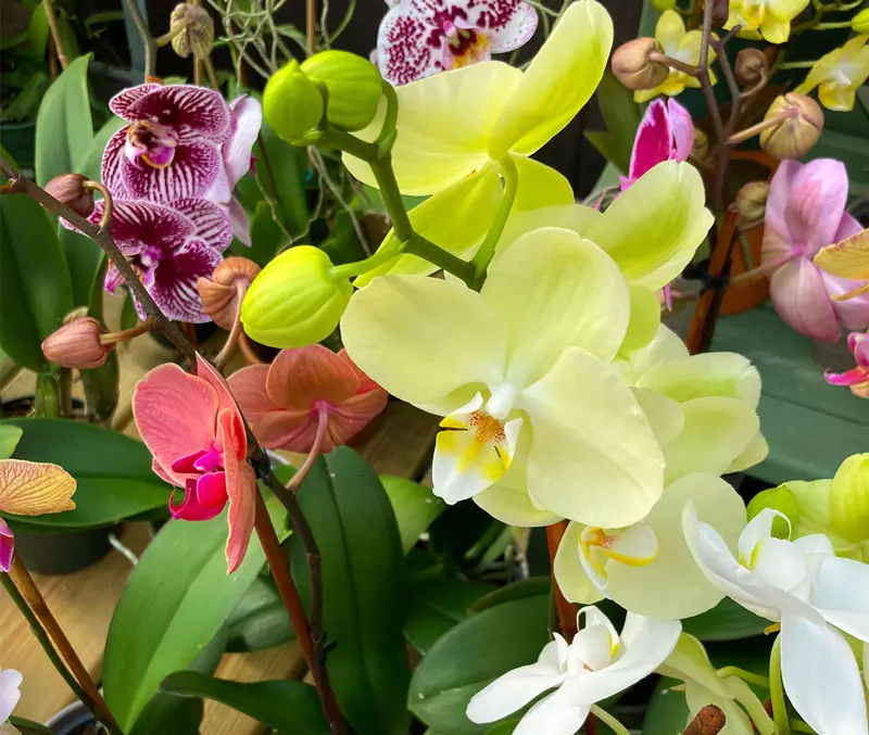 Differently colored orchid flowers are some of the plants that can be found in the greenhouse at The Dutch Plant Farm.