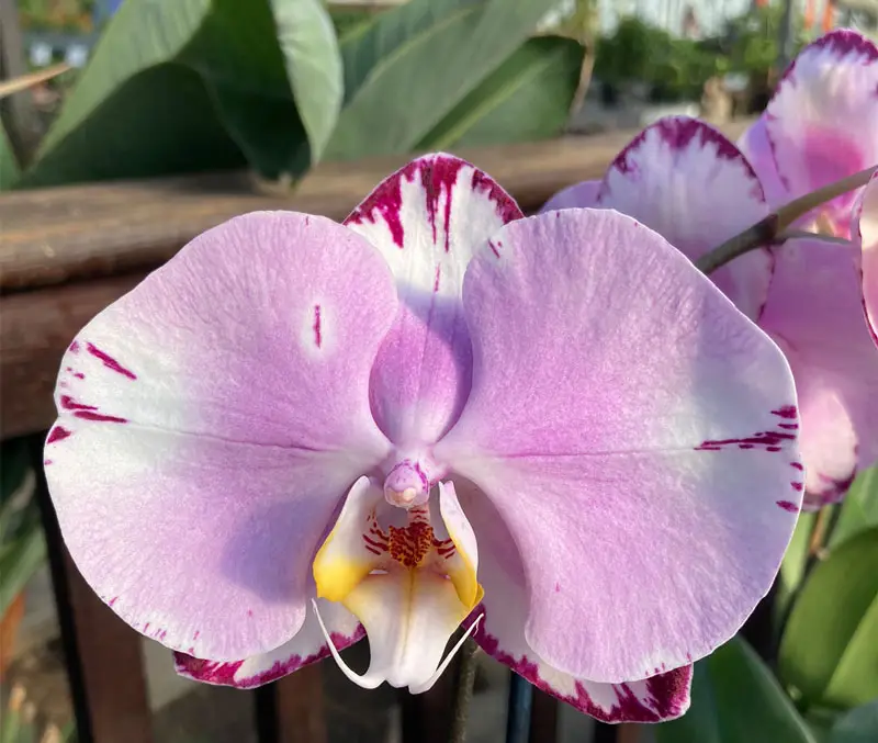 Pale pink colored orchid flowers are some of the plants that can be found in the greenhouse at The Dutch Plant Farm.