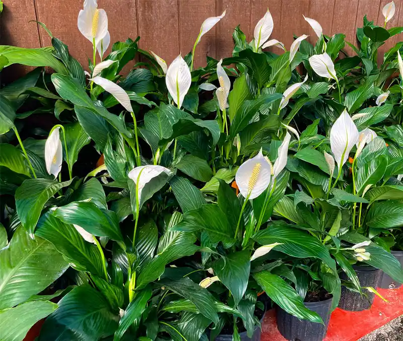 Houseplants with large white flowers are some of the plants that can be found in the greenhouse at The Dutch Plant Farm.