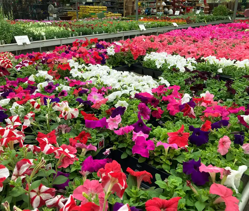 Colorful petunias are some of the annual plants that can be found at The Dutch Plant Farm.