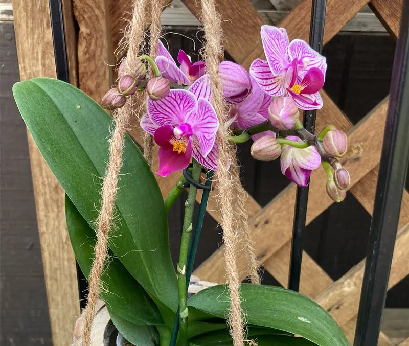Pink-striped orchid flowers are some of the plants that can be found in the greenhouse at The Dutch Plant Farm.