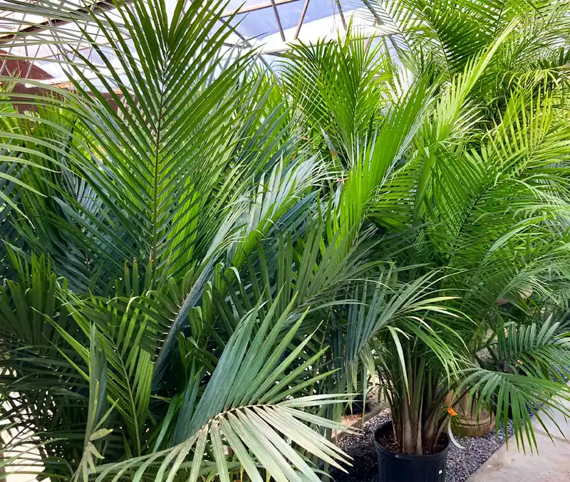 Palm plants with fern-like foliage are some of the houseplants that can be found in the greenhouse at The Dutch Plant Farm.