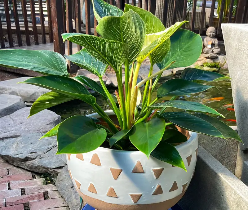 Small potted houseplant with large green leaves in white and brown pot are some of the houseplants in the greenhouse at The Dutch Plant Farm.