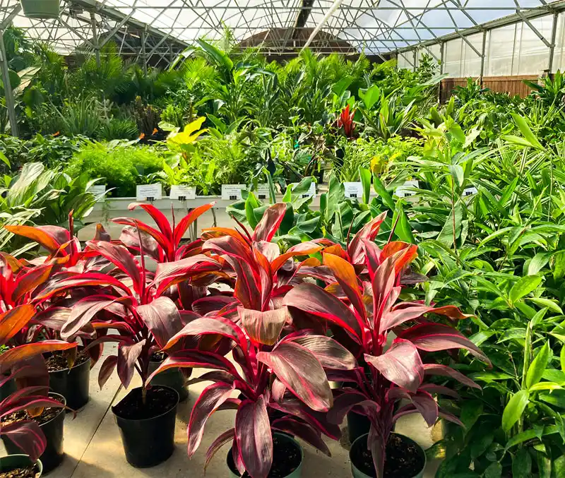 Variety of houseplants with green and red foliage are some of the plants that can be found in the greenhouse at The Dutch Plant Farm.