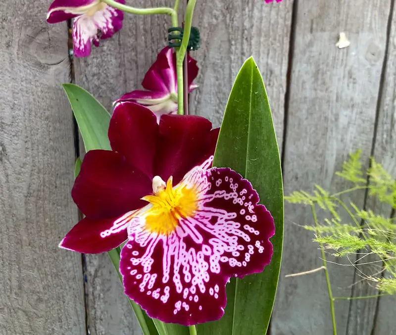 Deep red and white patterned orchid flowers are some of the plants that can be found in the greenhouse at The Dutch Plant Farm.