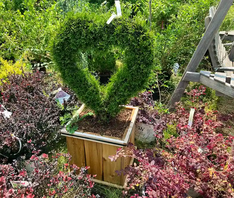 Evergreen plant pruned in the shape of a heart in the nursery at The Dutch Plant Farm.