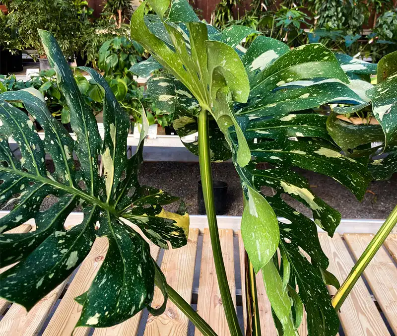 Houseplants with large green and white leaves are some of the plants that can be found in the greenhouse at The Dutch Plant Farm.
