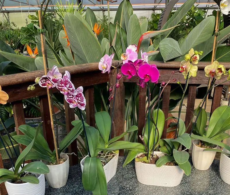 A variety of orchid plants in pots are some of the plants that can be found in the greenhouse at The Dutch Plant Farm.