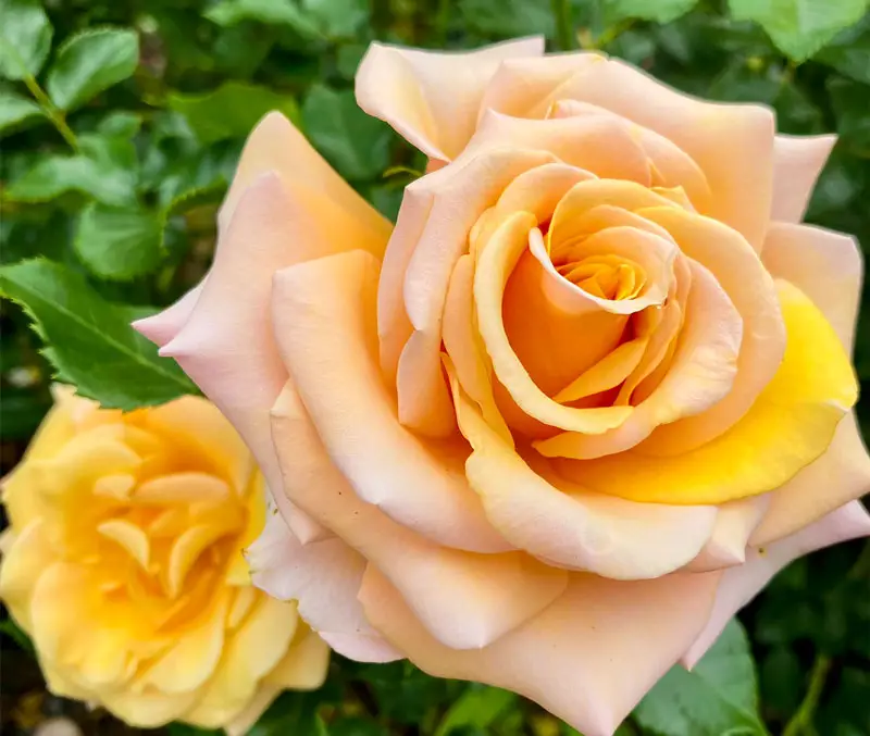 Yellow-peach-colored rose are just one of the many rose plants you can find at The Dutch Plant Farm nursery.