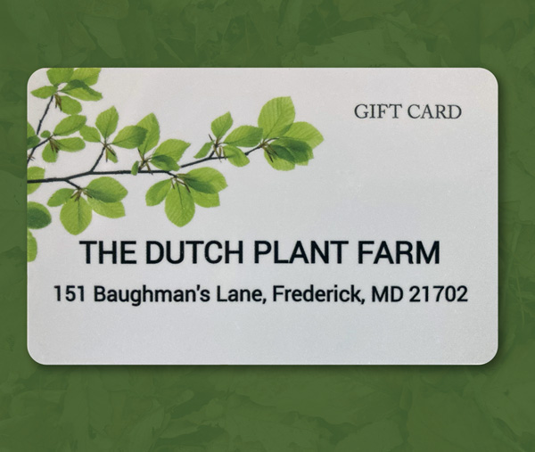 Gift card showing white background and tree branch with green leaves.