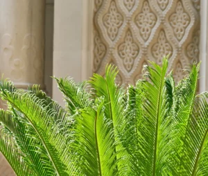Plant rental image of Vibrant lush green cycad plant stand out against ornate beige wall.