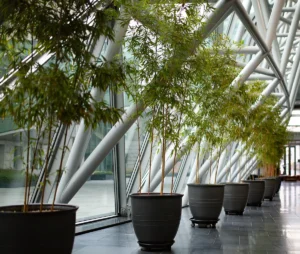 Plant rental image of trees in a hallway guiding attendees.